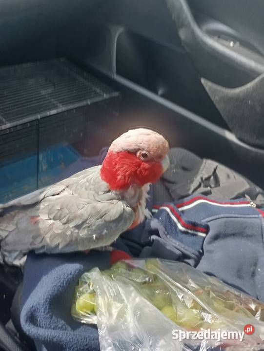 SamczYk kakadu Wrzesiny sprzedam