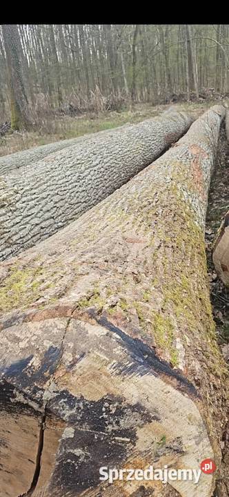 Przetarcie drewna Stąporków