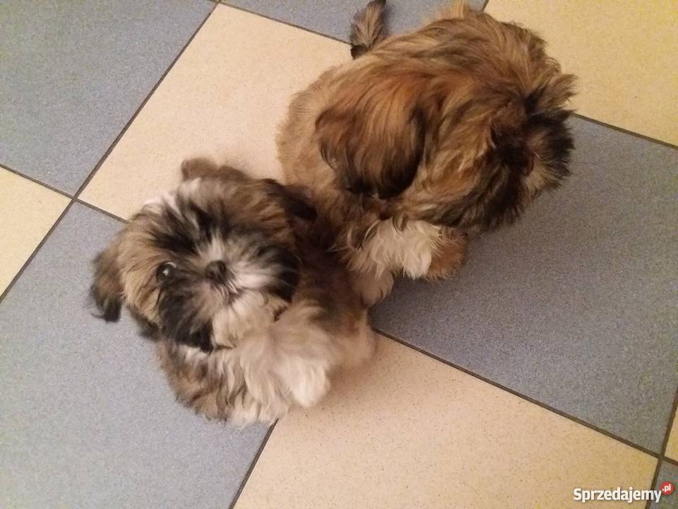 Szczenięta shih tzu Wieluń sprzedam