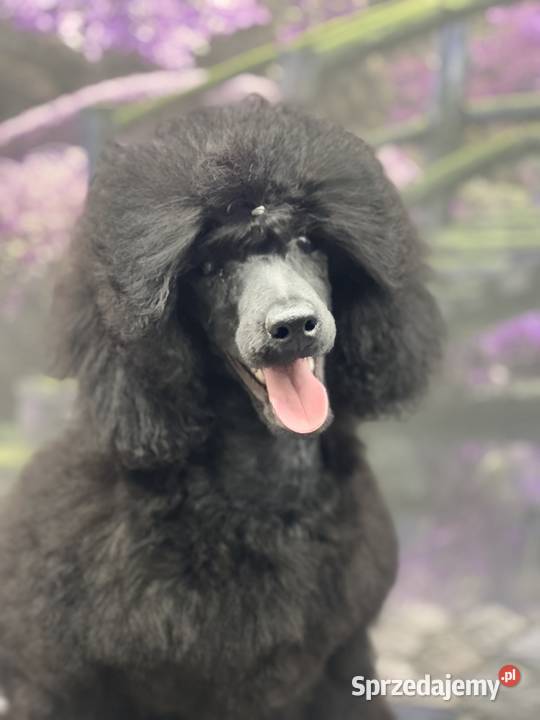 Pudel miniaturowy czarny chłopczyk FCI