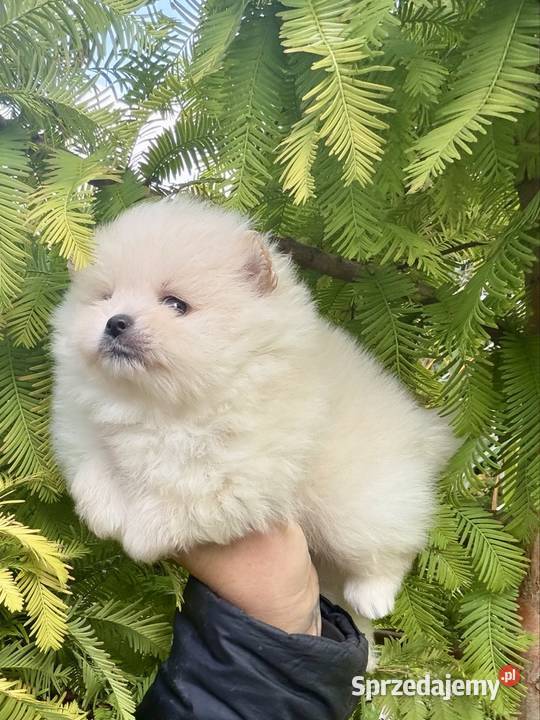 Szpic miniaturowy Pomeranian lubuskie Gorzów Wielkopolski