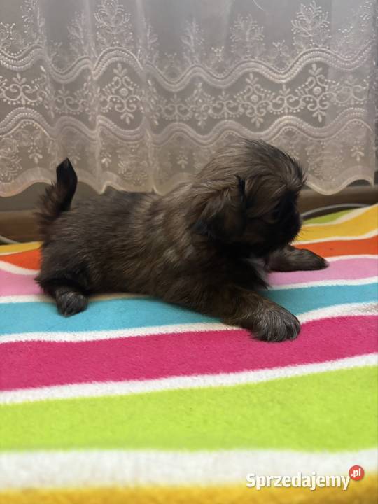 Suczka pekińczyk mazowieckie