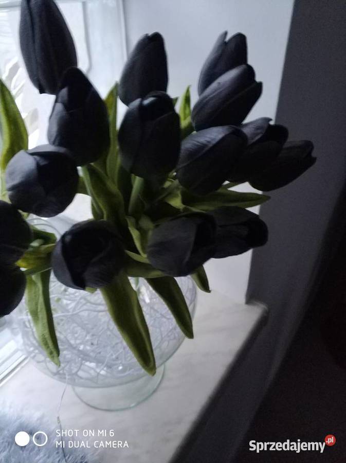 Tulipany lateksowe Straszęcin