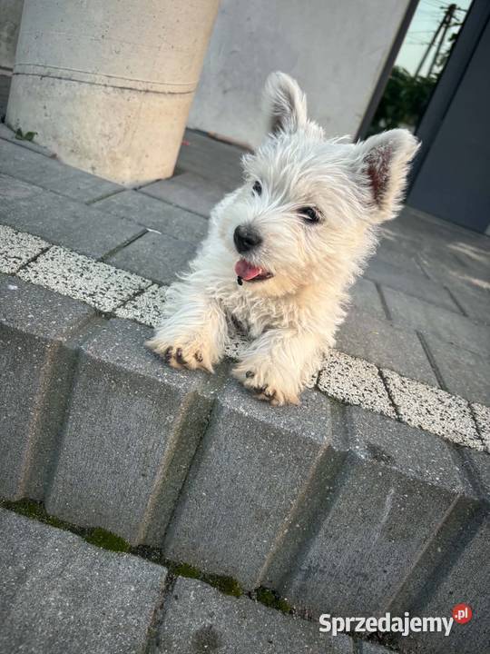 West highland white terrier łódzkie