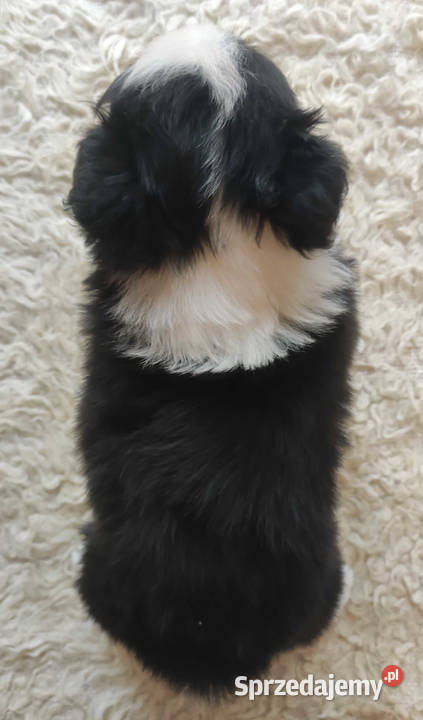 Rasowa suczka BORDER COLLIE z Hodowli pełną dok Kraków