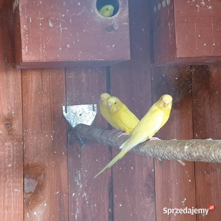 Papugi faliste Ptaki Wrocław