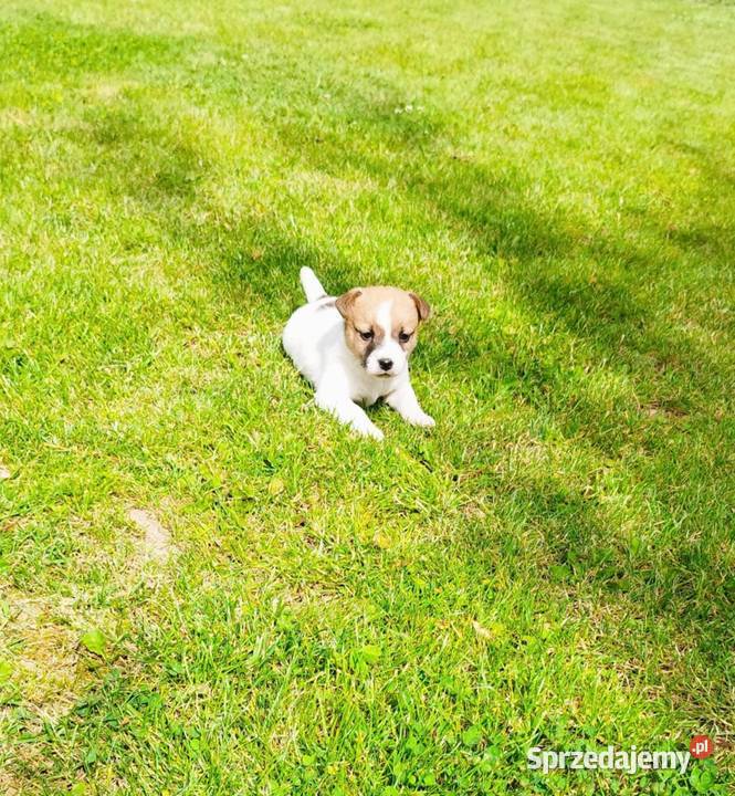 Jack Russell terrier świętokrzyskie