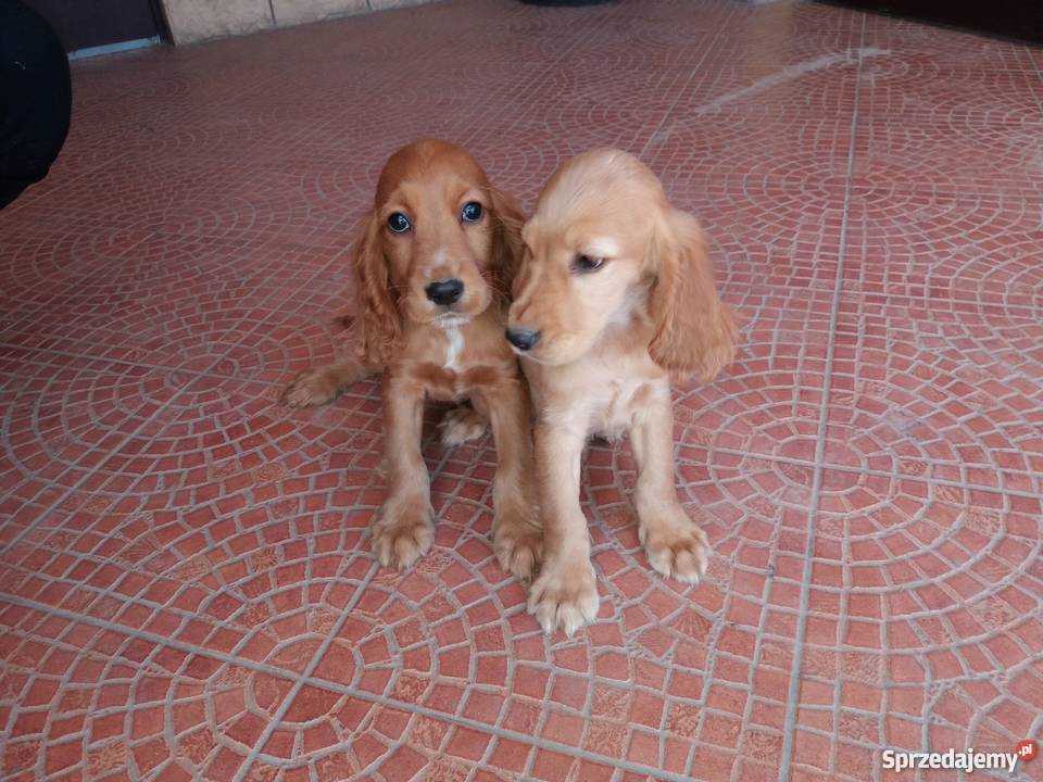 Cocker spaniel szczeniaki Rybczewice Drugie