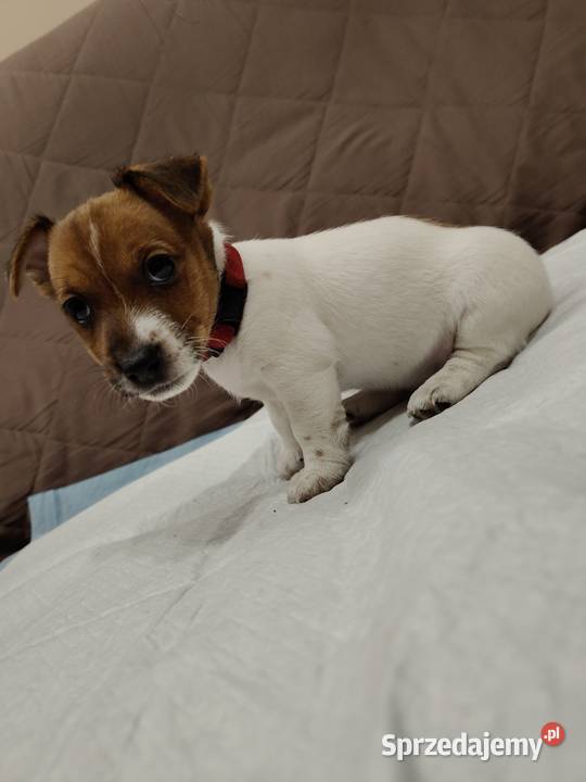 Jack Russell Terrier suczka