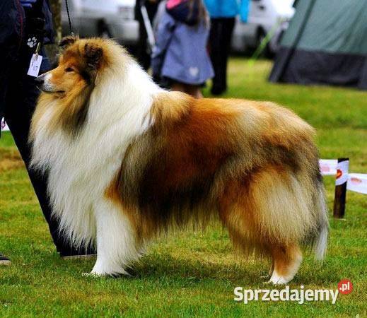 COLLIE Owczarek Szkocki długowłosy szczeniaki Owczarek śląskie Janów