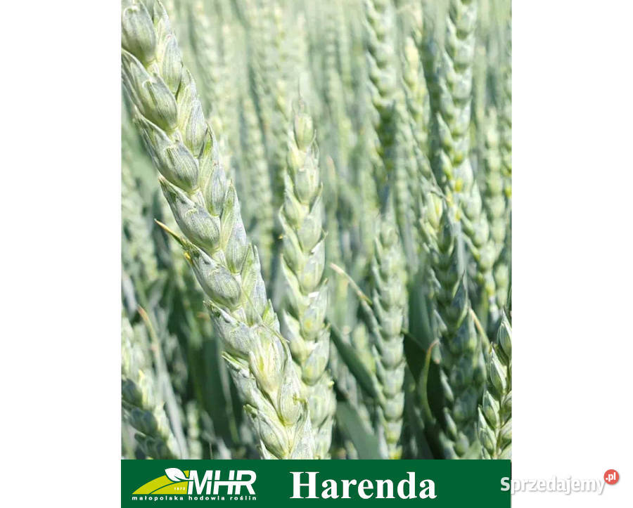 Pszenica jara kwalifikowana C1 Harenda przewódka