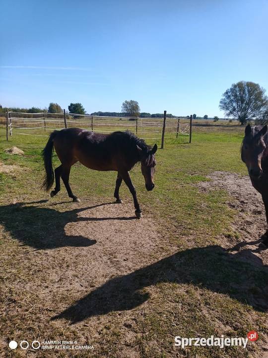 Sprzedam źrbke w typie huculskaim Bobrek