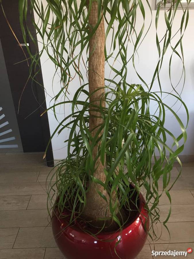 Duży kwiat doniczkowy NOLINA noga słonia Pobiedziska