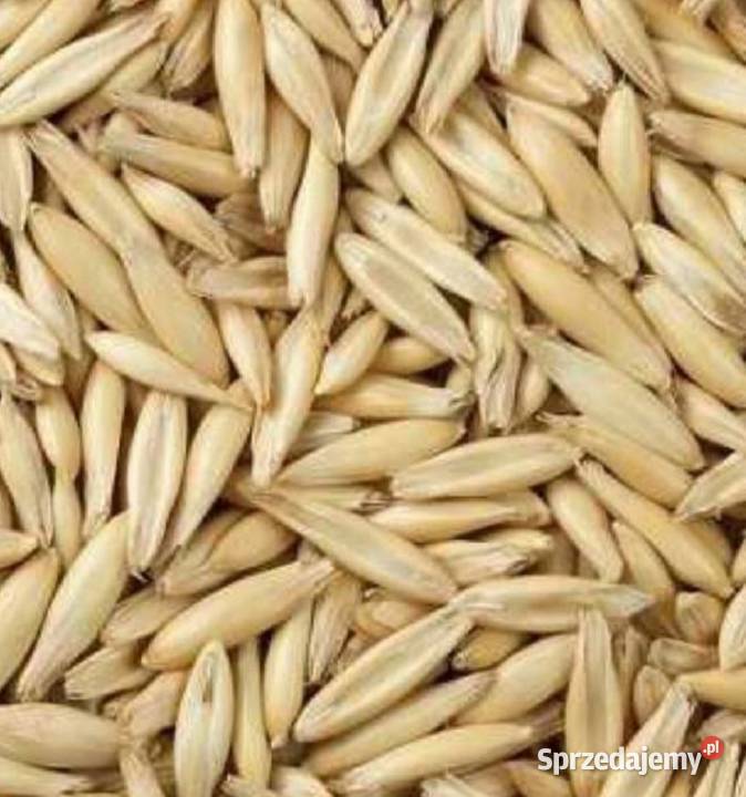 Owies jary odmiana bingo zbiór 2025 Pełczyska