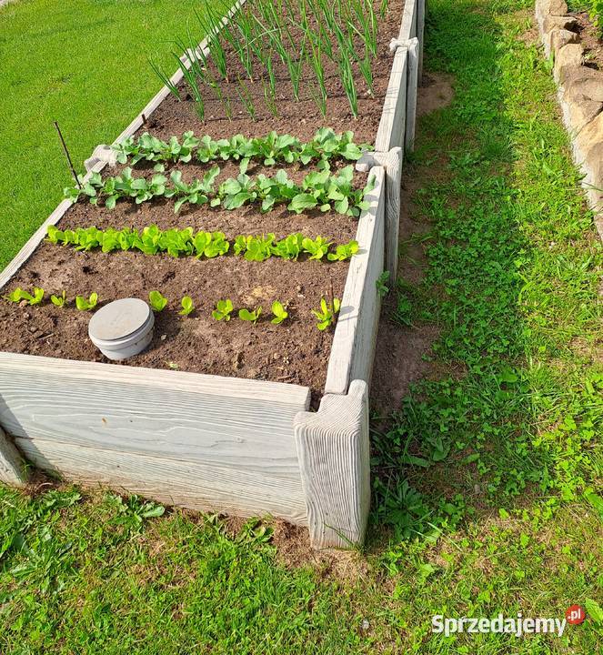 Warzywnik 4 komory SZARY Ulanów