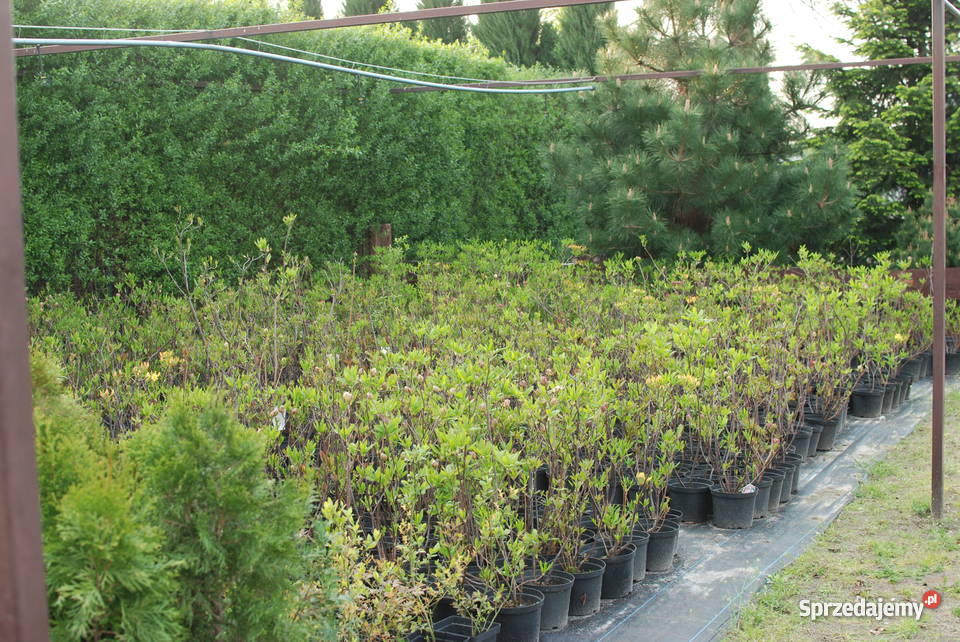 Thuje Szmaragd azalie szkółki Pleszew