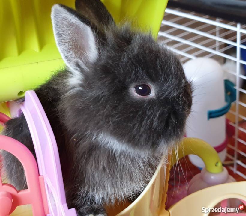 Króliki karzełki miniaturki królik karzełek Pozostałe małopolskie Kraków