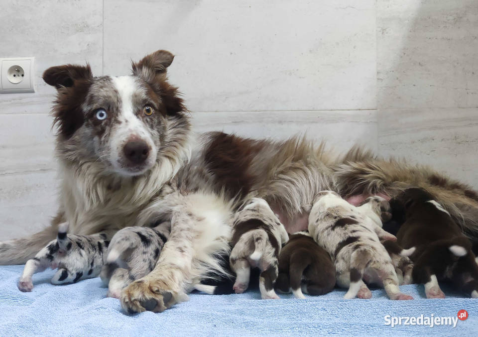 Błyskotliwa rasowa suczka Border Collie z pełną podkarpackie Iwonicz