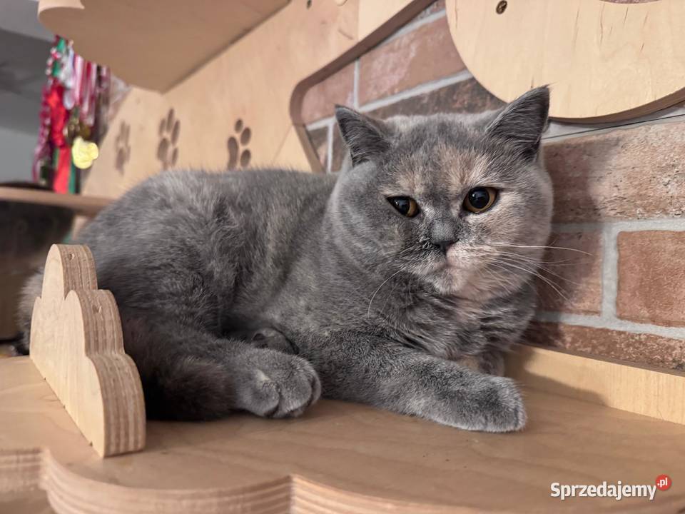 Kotka brytyjska Wrocław sprzedam