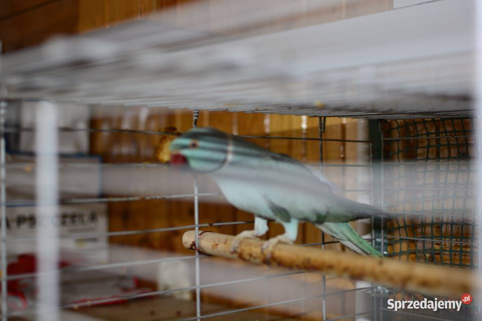 Aleksandreta obrożna - oswojona