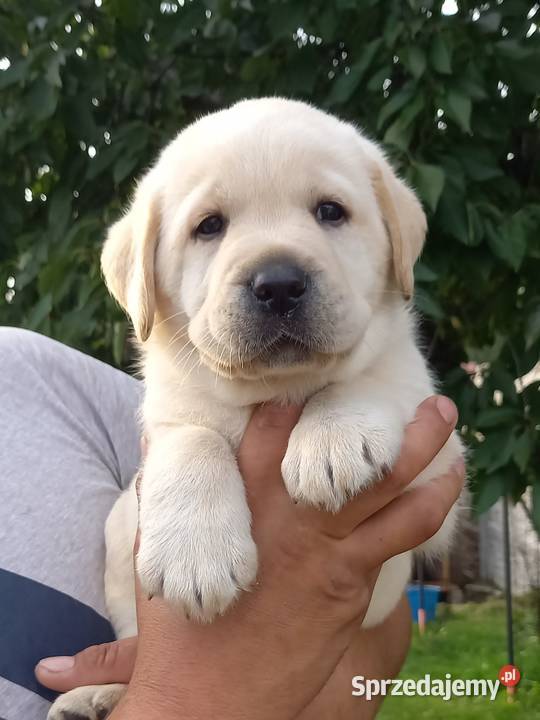 Szczeniaki Labrador retriever ZKwP