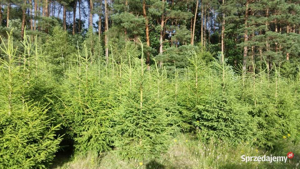 Hurtowa sprzedaż choinek Plantacja Rezerwat Świerzno