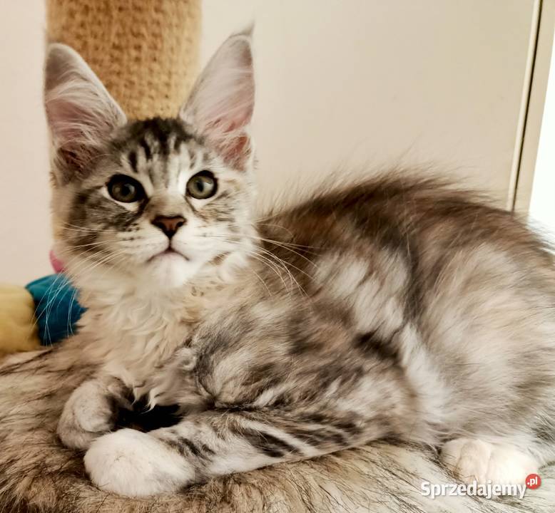 Kochane kociaczki Maine coon sprzedam