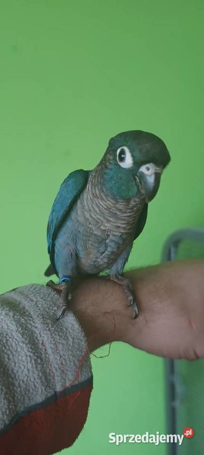 Ręcznie karmione rudosterki Tychy