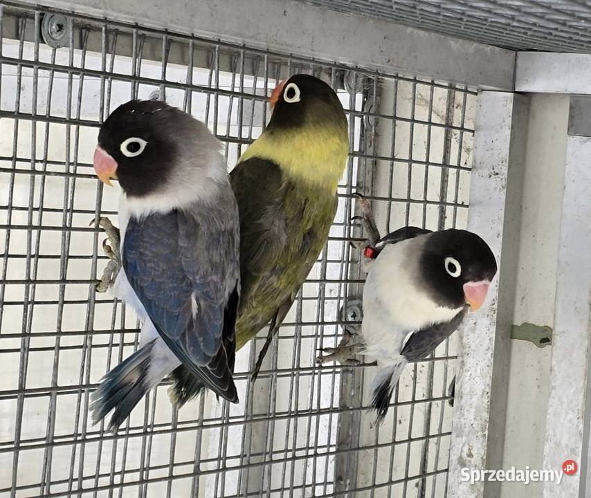 nierozłączka czarnogłowa młoda do oswojenia i Wrocław