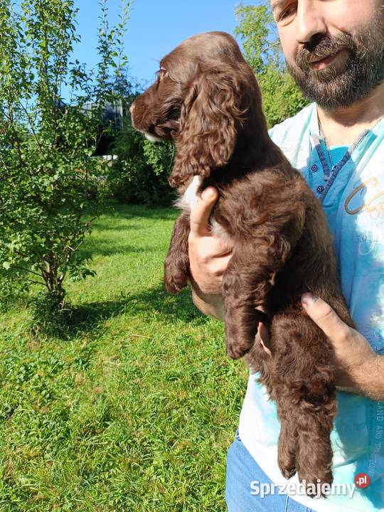 Szczeniaki Cocker spaniel angielski śląskie Bielsko-Biała