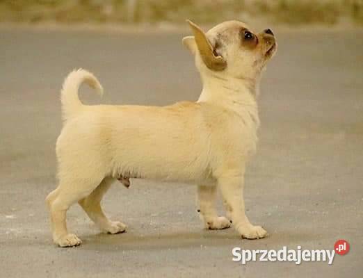 Chihuahua piesek RYSIEK Championach FCI Wwy Duży Dół sprzedam