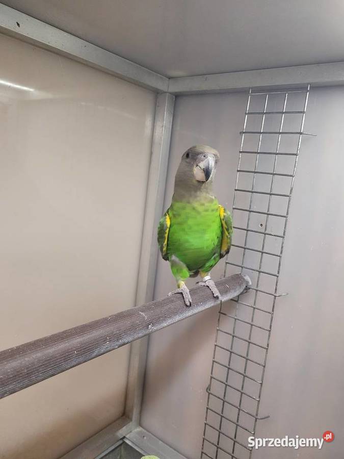 Afrykanka brunatnogłowa Zwierzęta Kościan