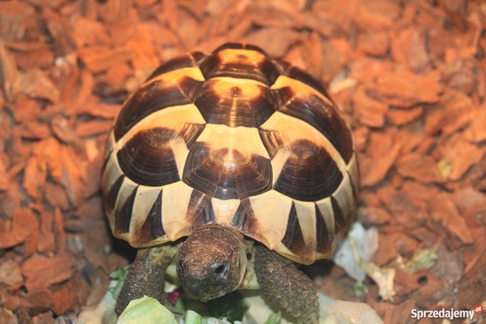 żółw grecki Nakło nad Notecią