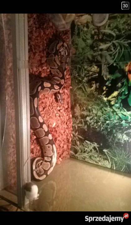 Pyton Królewski Python Regius Classic Warszawa