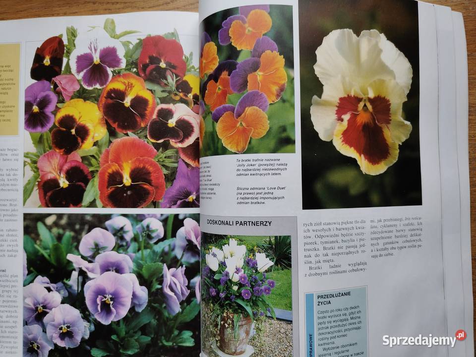 Ogród marzeń Barwna książka o zakładaniu dom i ogród Kraków sprzedam