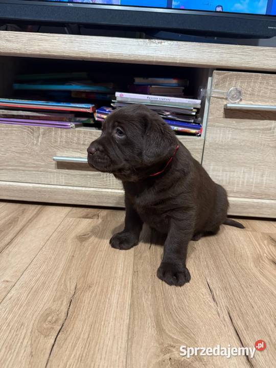 Pieski i suczki Labradora Retriever czarnego małopolskie Tarnów sprzedam