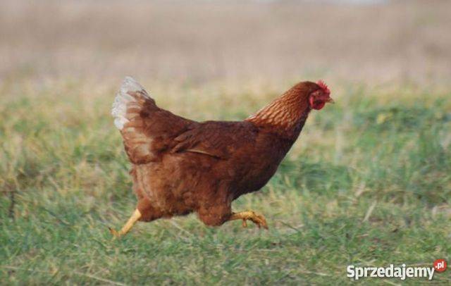 Młode kury nioski Wężyska