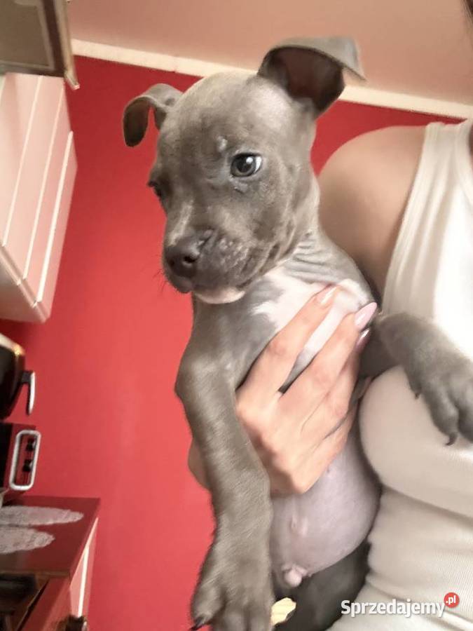American Staffordshire Terrier Dwa ostatnie Radom