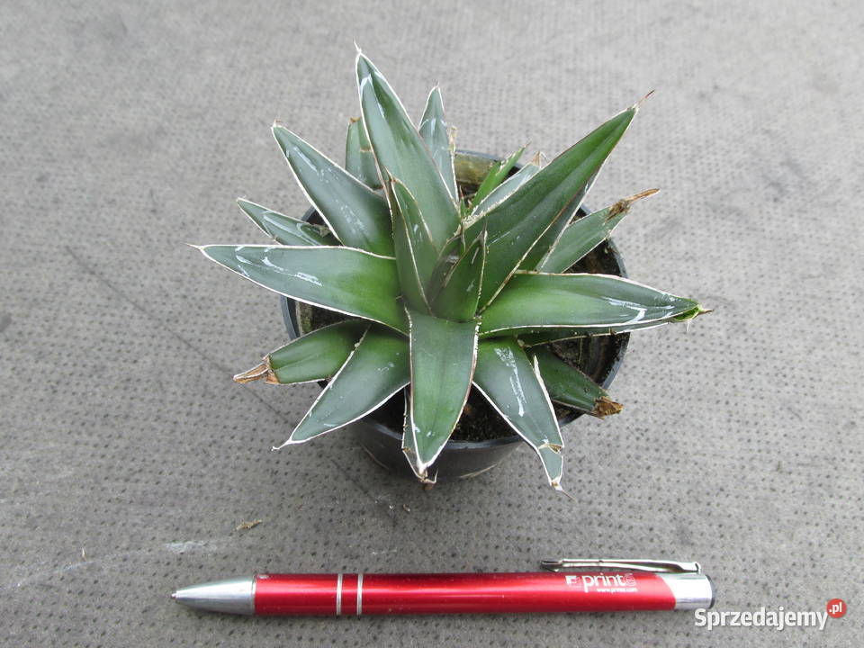 Super miniaturowa agawa kolekcjonerska Agave Kraków