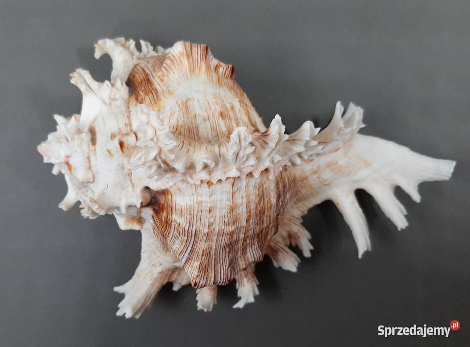 Muszla Rozkolec 2 ciemny Lublin