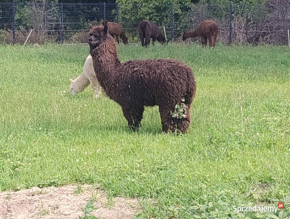 Sprzedam piękne 3 samce alpaki i 3 samce lamy Babiak sprzedam