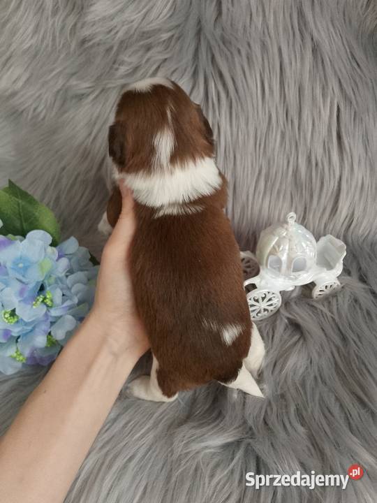 Śliczny biało czekoladowy piesek rasy ShihTzu Kępno