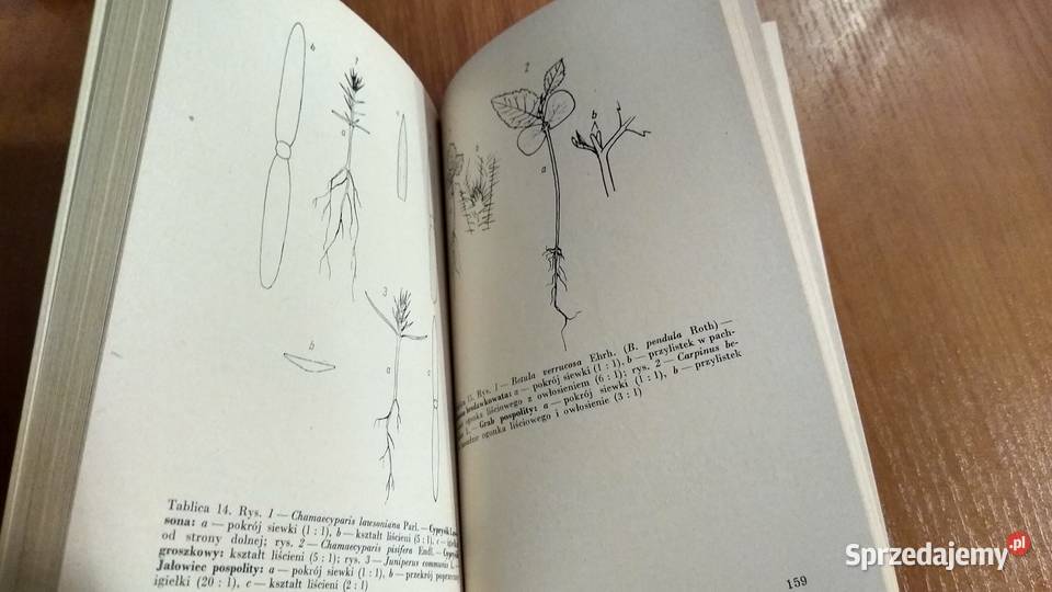 Siewki drzew i krzewów klucz do oznaczania miękka Gdańsk