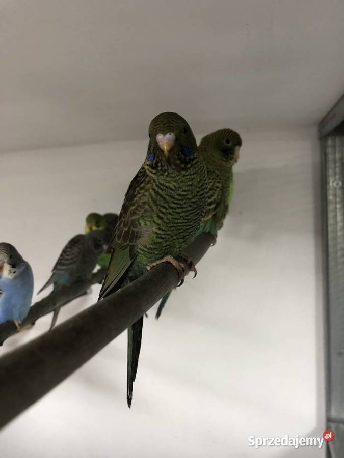 Papugi Faliste BlackFaceBlackWing Jedlicze