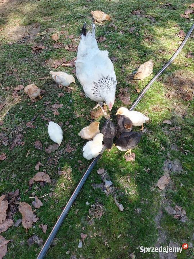 Kwoka z pisklętami Zaczernie