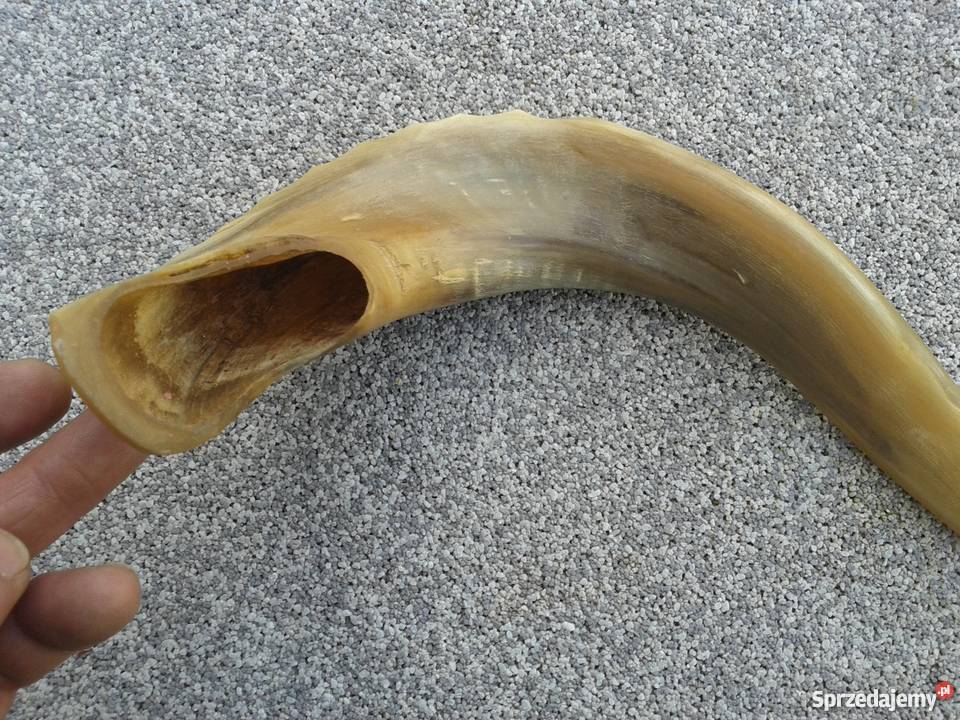Szofar róg Ram Skierbieszów