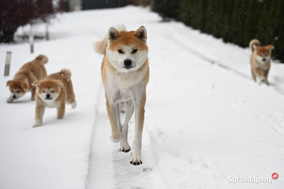 Akita japońska akita inu czerwony samiec ZKwP Częstochowa