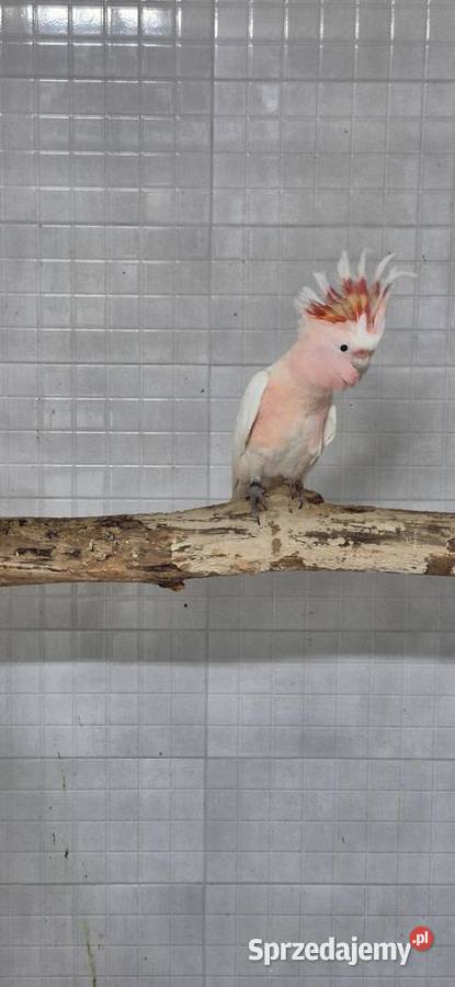 Sprzedam ptaki z 2025