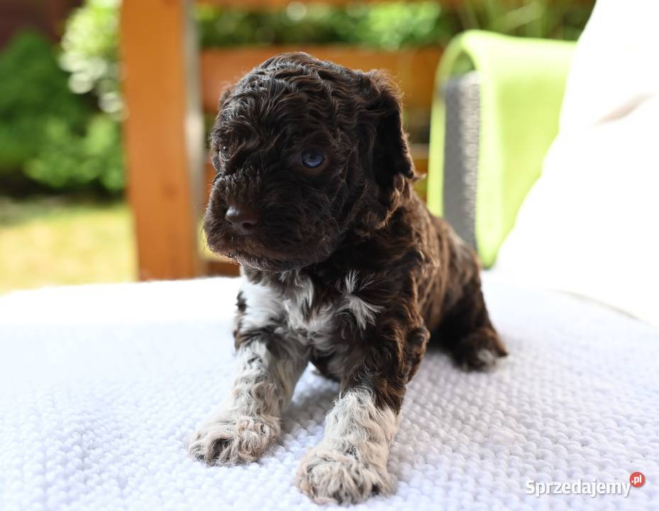 Lagotto Romagnolo FCI Rybnik