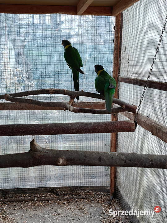 Sprzedam papugi rozella kragen Ptaki Sochaczew